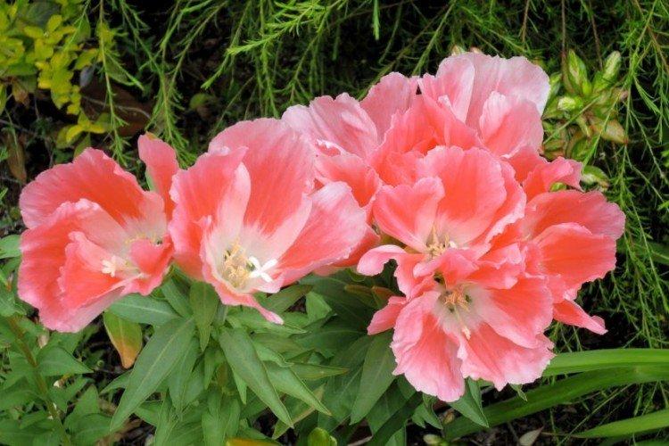 Кларкия – фото