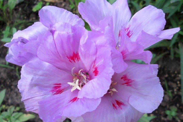 Кларкия – фото