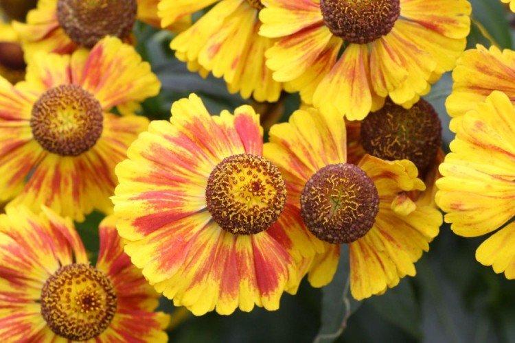 Гелениум – фото