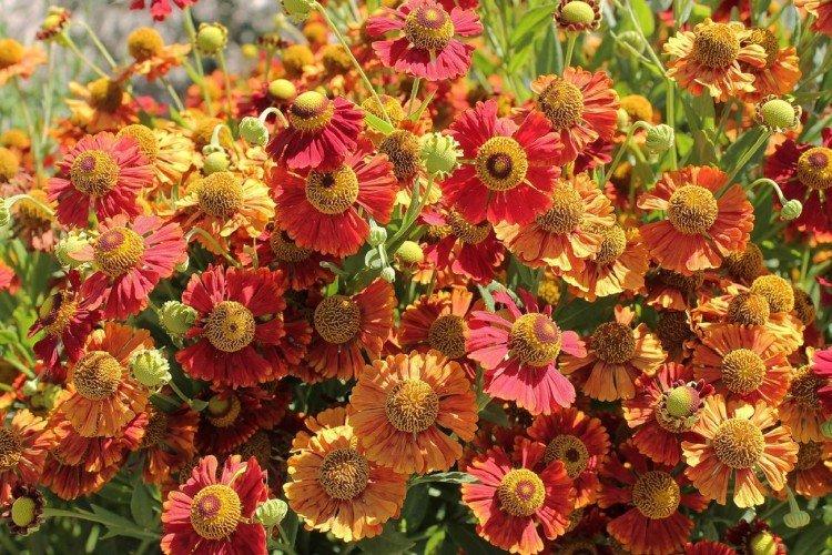 Гелениум – фото