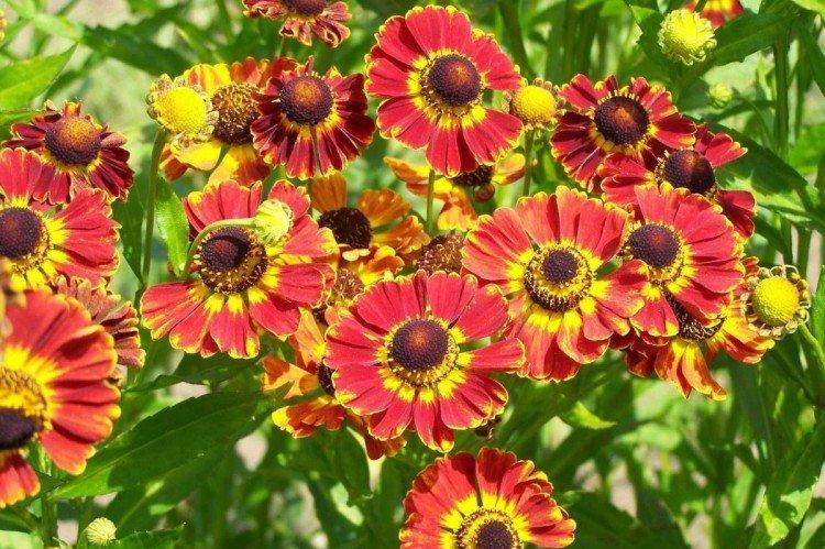 Гелениум – фото