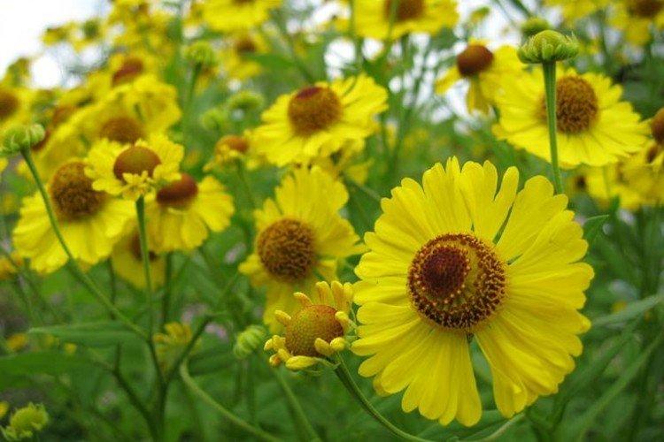 Гелениум Бигелоу