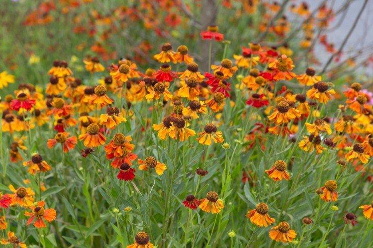 Гелениум – фото