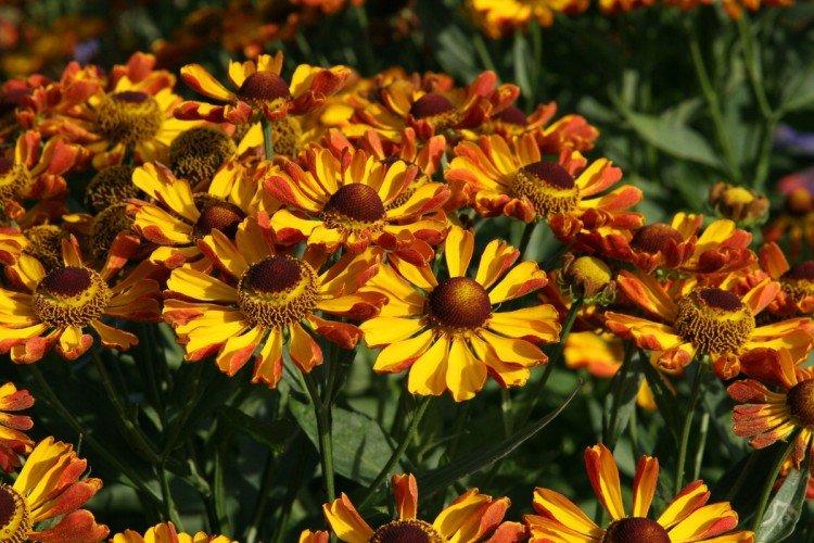 Гелениум – фото