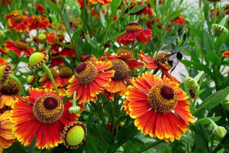 Гелениум – фото