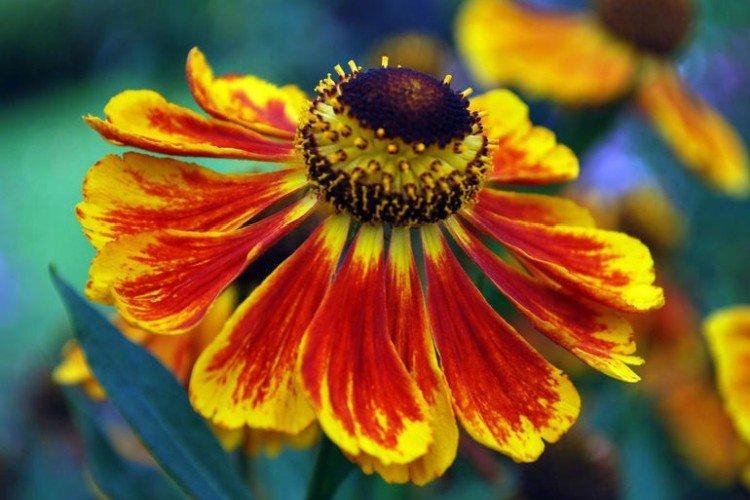 Гелениум – фото