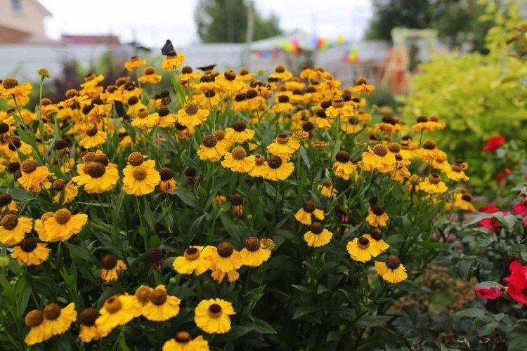 Весенний гелениум