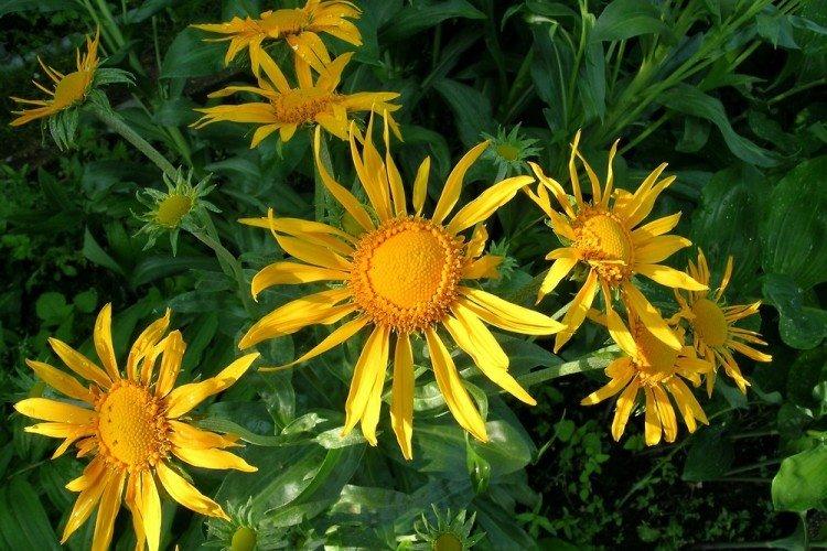 Гелениум Хупа