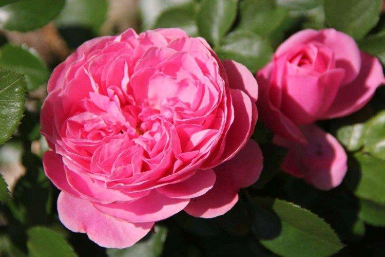 Леонардо да Винчи