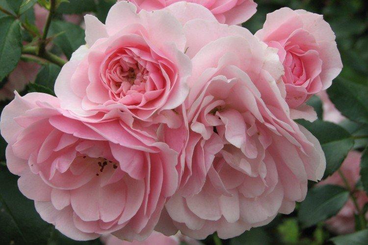 Роза флорибунда – фото