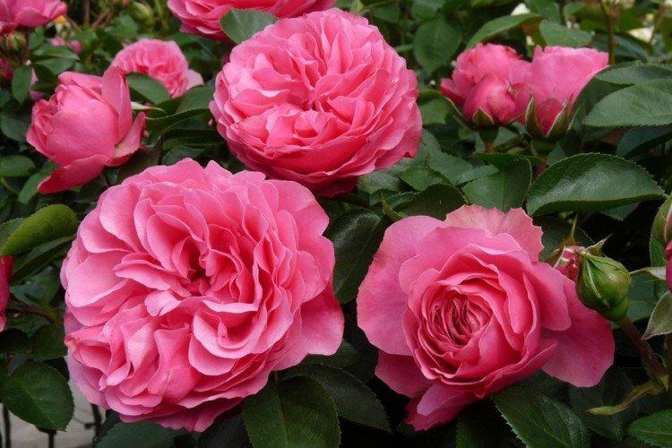 Роза флорибунда – фото