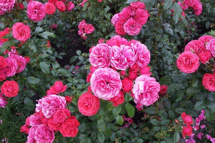 Роза флорибунда – фото