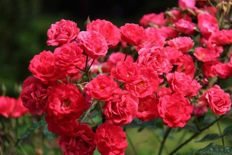 Роза флорибунда – фото