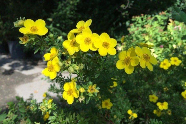 Лапчатка – фото