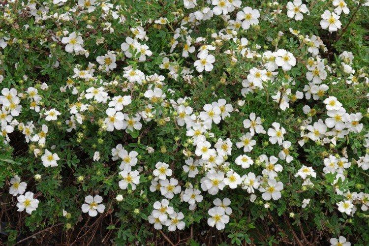 Лапчатка – фото