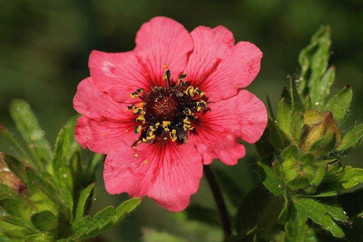 Лапчатка – фото