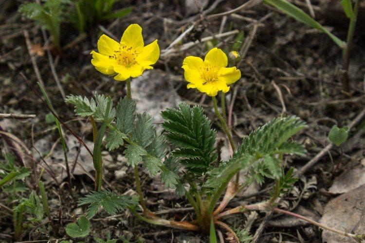 Лапчатка – фото