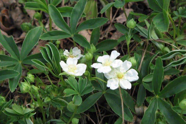 Лапчатка – фото