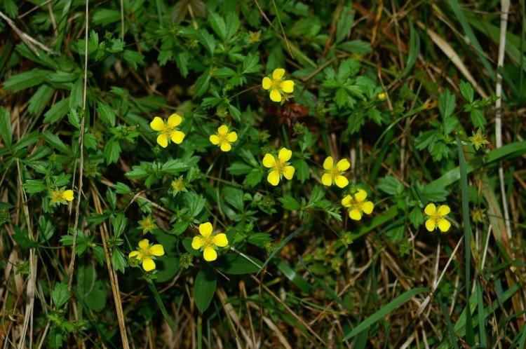 Прямостоячая лапчатка