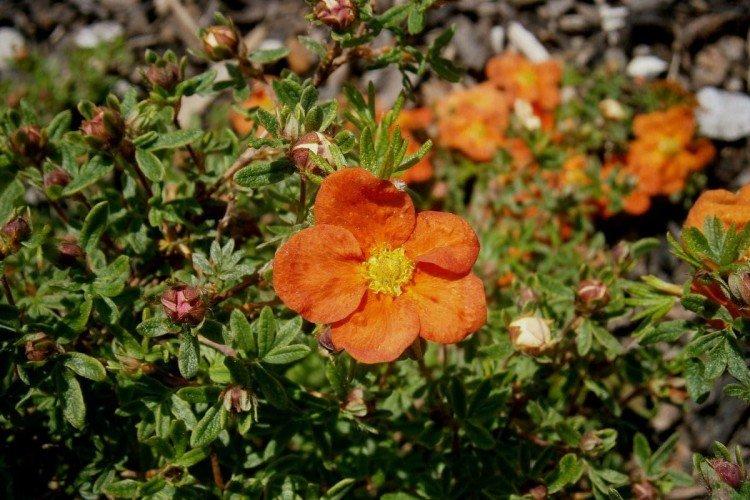 Лапчатка – фото