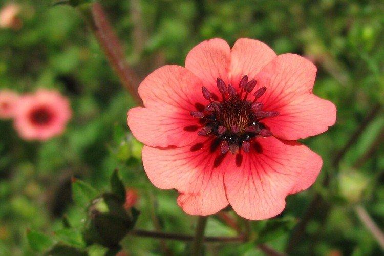 Лапчатка – фото