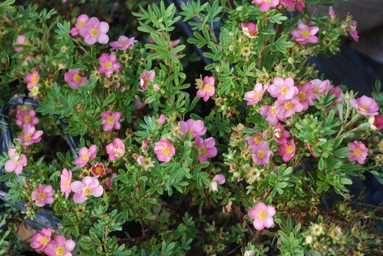 Лапчатка – фото