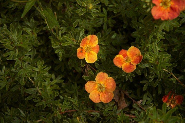 Лапчатка – фото