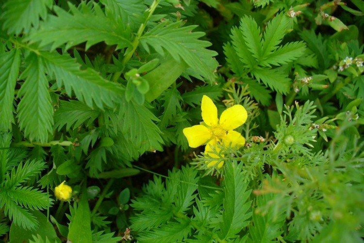 Лапчатка – фото