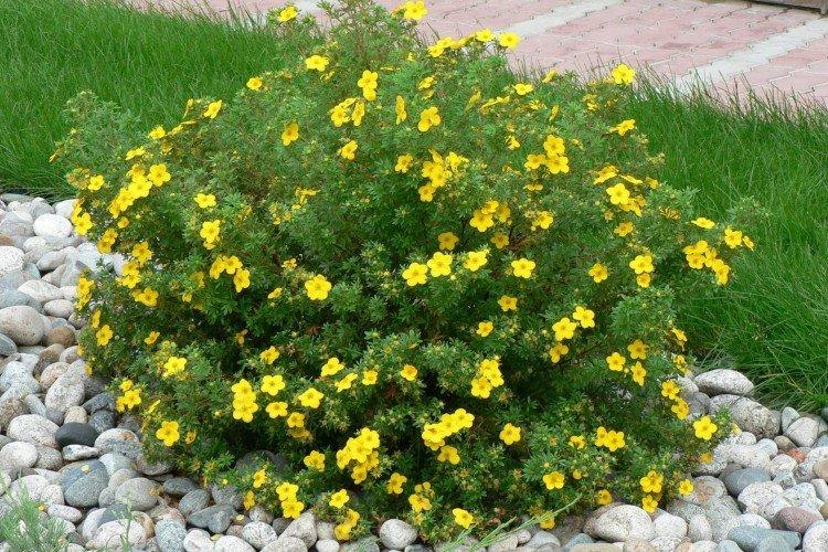 Кустарниковая лапчатка