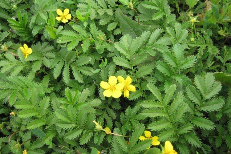 Гусиная лапчатка