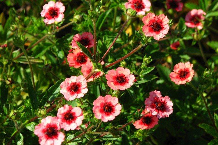 Непальская лапчатка