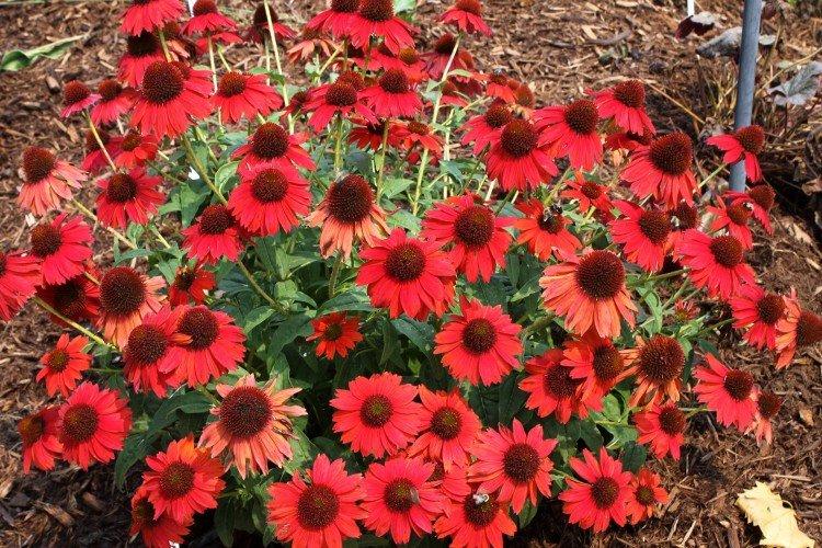 Эхинацея – фото
