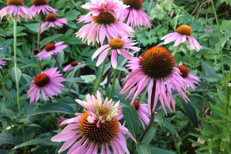 Эхинацея – фото