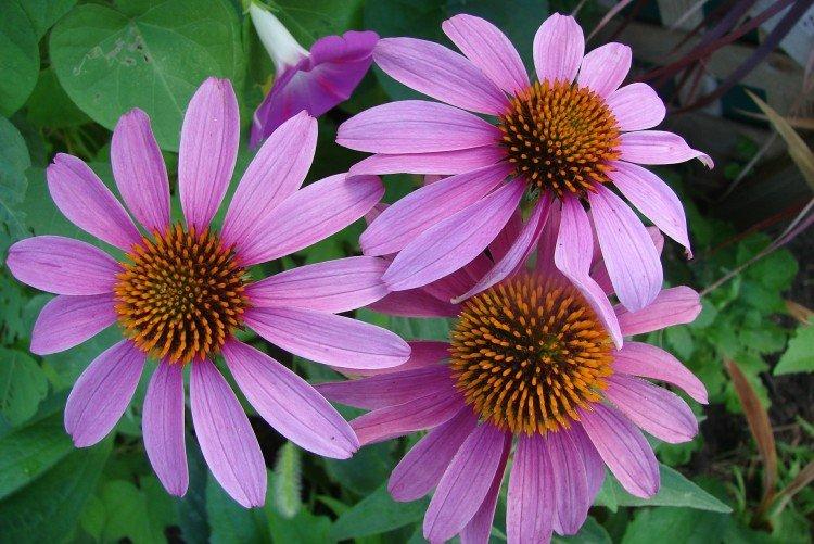 Эхинацея – фото