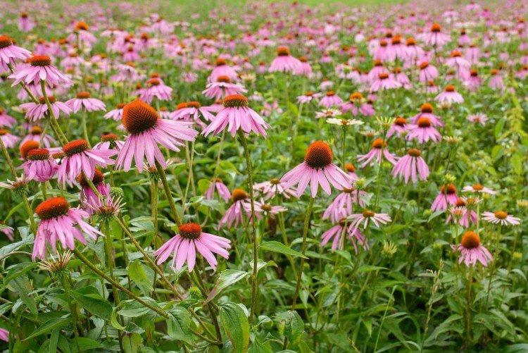 Эхинацея – фото