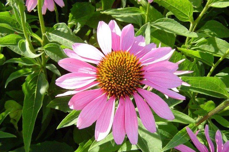 Эхинацея – фото