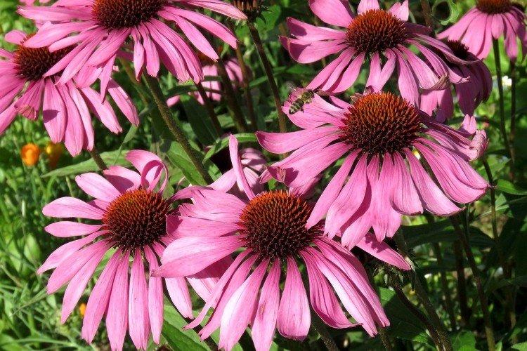 Эхинацея – фото