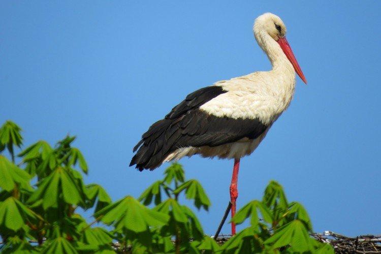 Внешний вид аиста