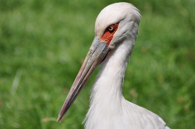 Аисты – фото