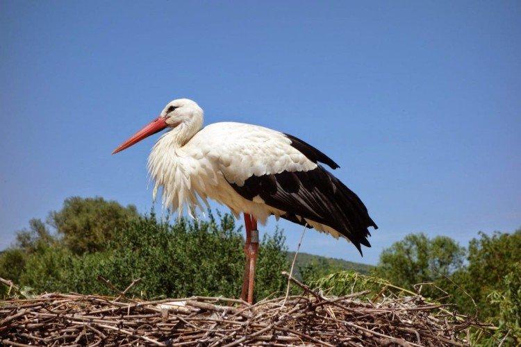 Коммуникация