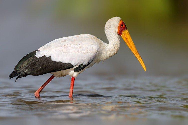 Аисты – фото