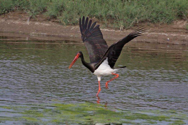 Аисты – фото