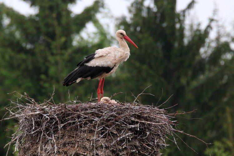 Сколько живут аисты?
