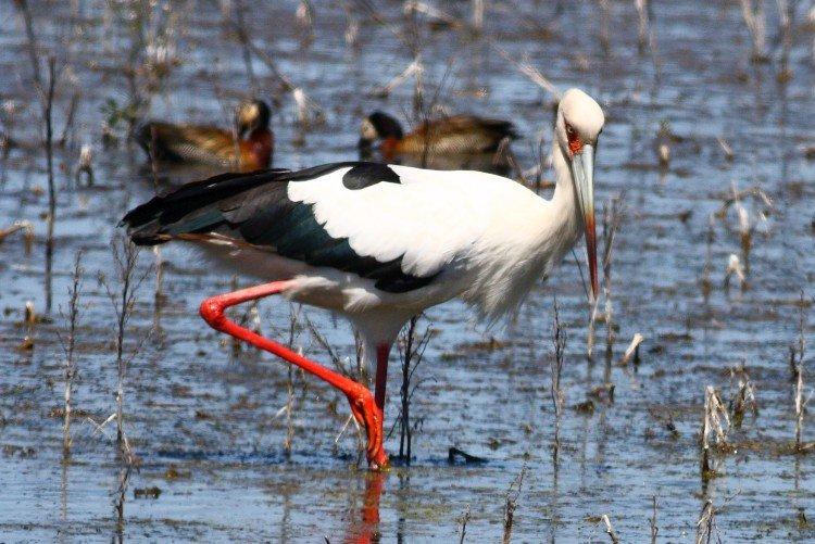 Аисты – фото