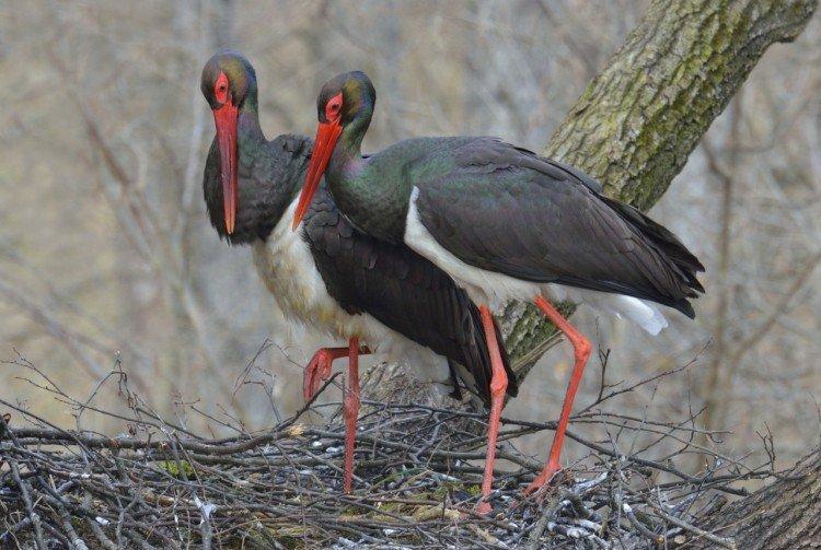 Аисты – фото