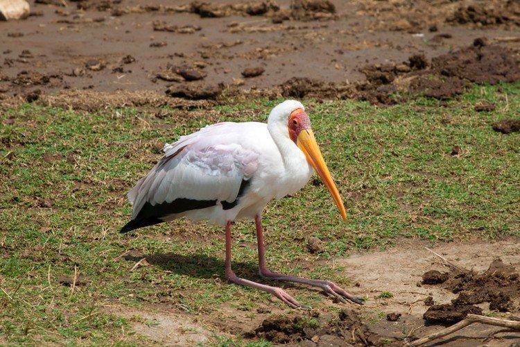 Аисты – фото