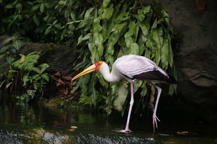 Аисты – фото