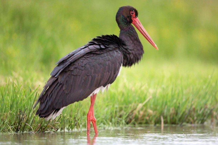 Аисты – фото