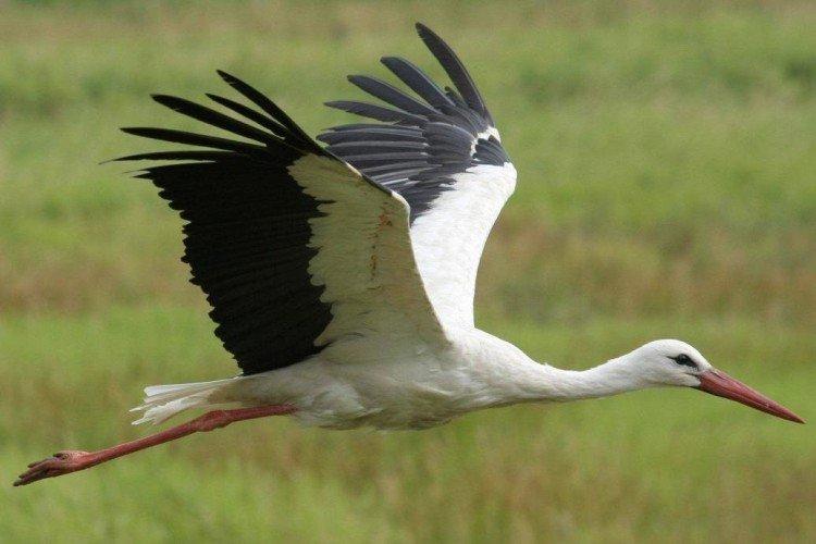 Мифы и поверья