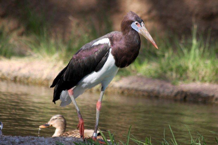 Белобрюхий аист